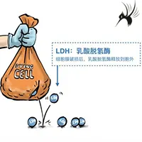 乳酸脱氢酶和肌酸激酶的区别